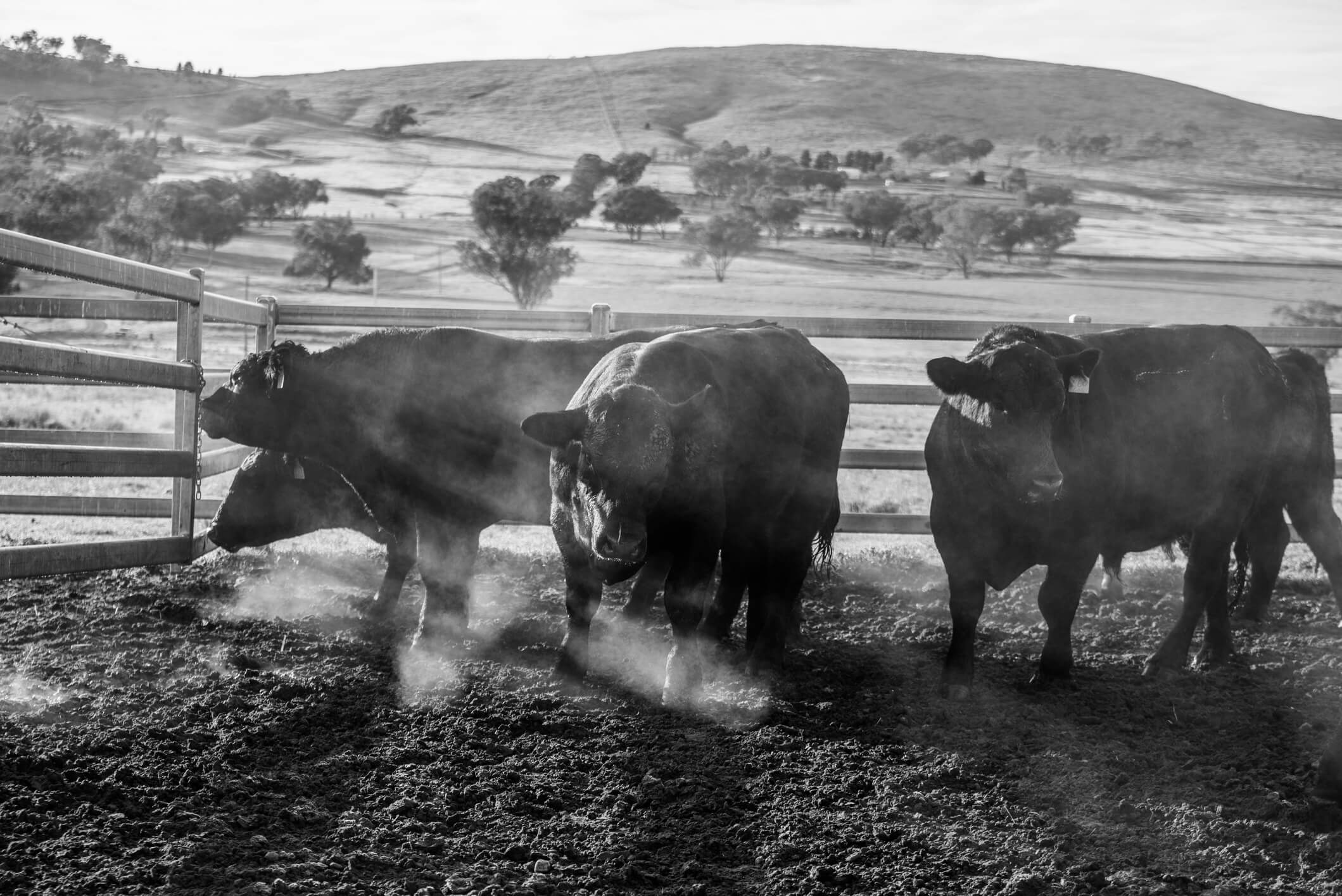 Campo en Soriano